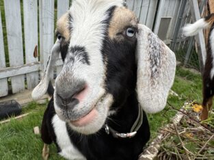 Goats – wethers