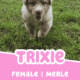 AKC Purebred Australian Shepherd Puppies for Sale