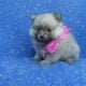 TeaCup and Toy Pomeranian puppies
