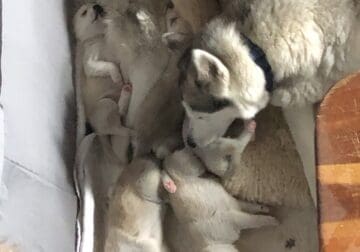 husky/pit pups
