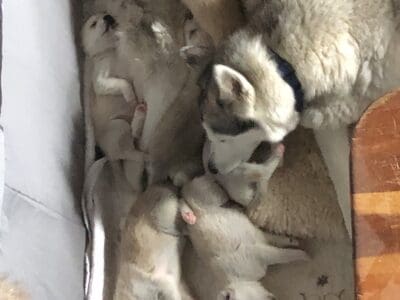 husky/pit pups