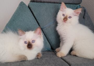 Ragdoll kittens
