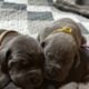 Great Danes