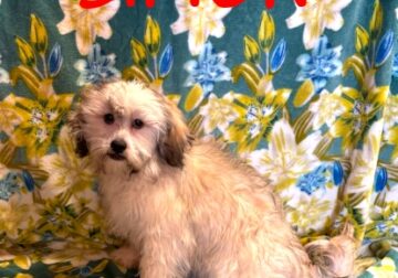 Simon Male Teddy Bear Puppy