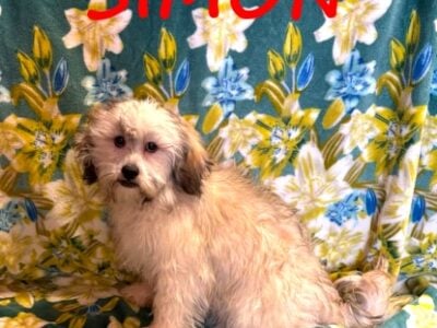 Simon Male Teddy Bear Puppy