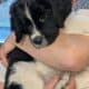 Saint Bernewfie Puppies