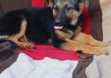 German Shepherd Rehome Female