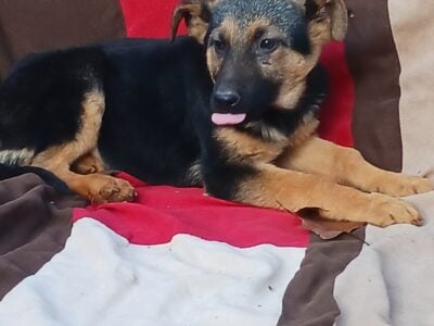 German Shepherd Rehome Female