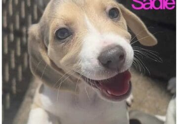 Beagle Girl – Sadie