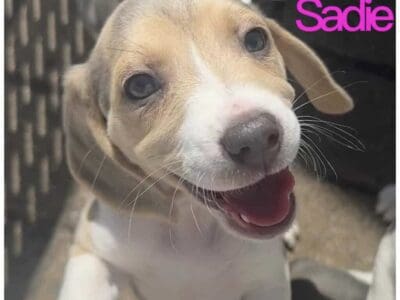 Beagle Girl – Sadie