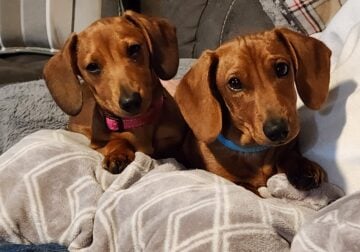 AKC Miniature Dachshund Puppies
