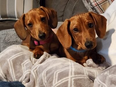 AKC Miniature Dachshund Puppies
