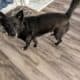 Black German Shepherd mix needs a new home