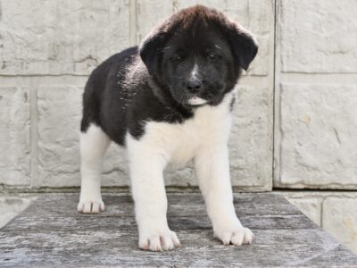 AKC Akita For Sale Millersburg OH-Jackson