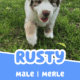 AKC Purebred Australian Shepherd Puppies for Sale