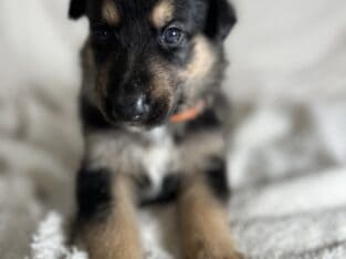 Shollie puppies