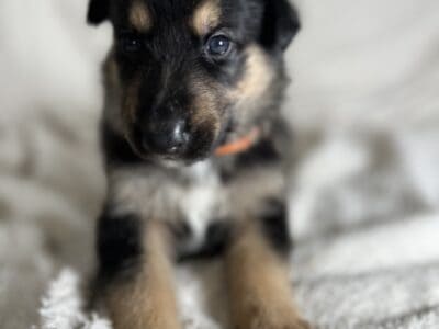 Shollie puppies