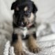 Shollie puppies