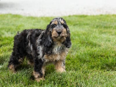 Cockapoo male puppy in Indiana (Milo)
