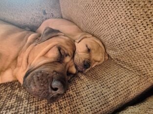 English mastiff pitbull male puppies