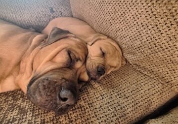 English mastiff pitbull male puppies