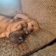 English mastiff pitbull male puppies