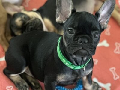Green Frenchie Potato