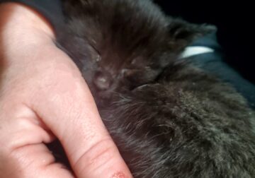 LOOKING FOR GOOD FOREVER HOMES