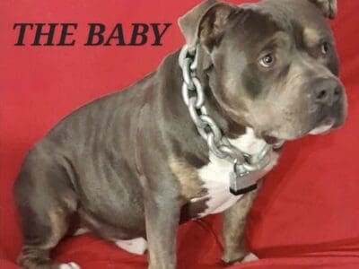 Stud Bully rehoming and 2 Bully females