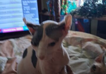 Little elfie blue