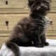 Maine Coon Kitten (Aqua)