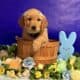 8 week AKC Golden Retriever Puppies