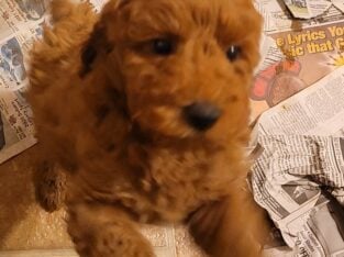 Mini Labradoodle Puppy Red Robin
