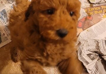 Mini Labradoodle Puppy Red Robin