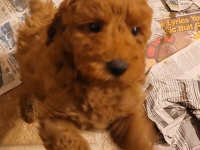 Mini Labradoodle Puppy Red Robin