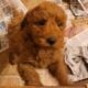 Mini Labradoodle Puppy Red Robin