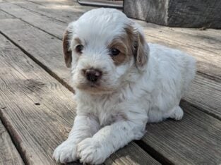 Beau (male Cockapoo)