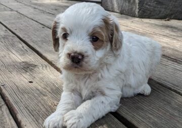 Beau (male Cockapoo)