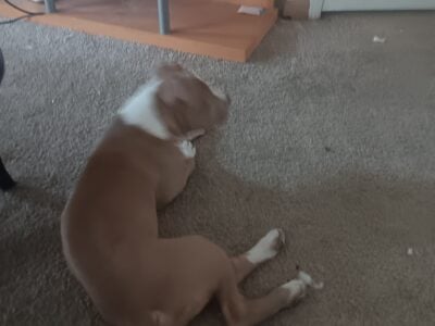 Enzo putbull puppy