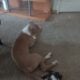 Enzo putbull puppy