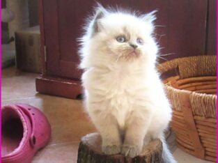Himalayan Blue-point lovelies