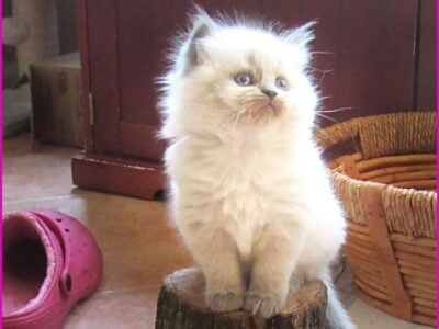 Himalayan Blue-point lovelies