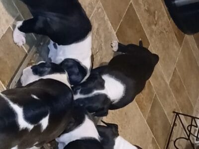 American Bully puppies forsale
