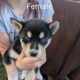 Husky/German Shepherd Puppies