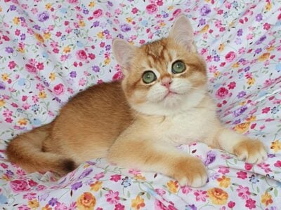 Oskar British Shorthair male, black golden chinchi