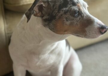 🎾 Fetch-Loving Jack Russell Ready to Love You For