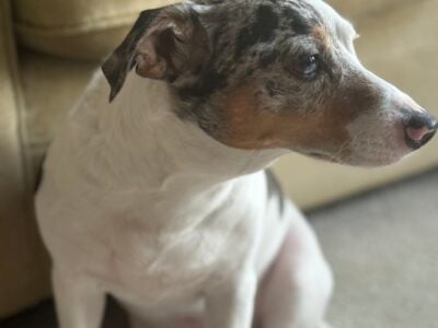 🎾 Fetch-Loving Jack Russell Ready to Love You For