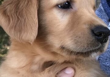 Golden Retriever Puppies