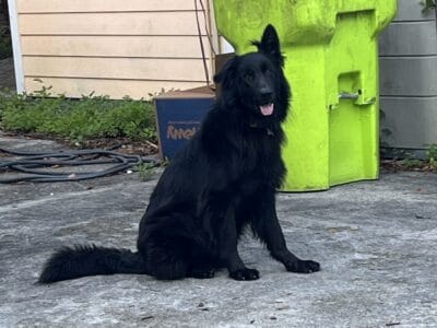 Purebred Black German Shepherd