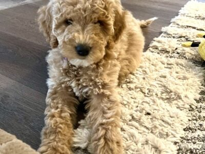 11Week Goldendoodle